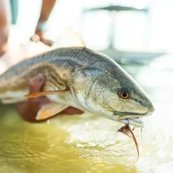 Sage R8 Salt 9'0" #7 -Billig Sneller butikk sage r8 salt r8 790 4 06.640